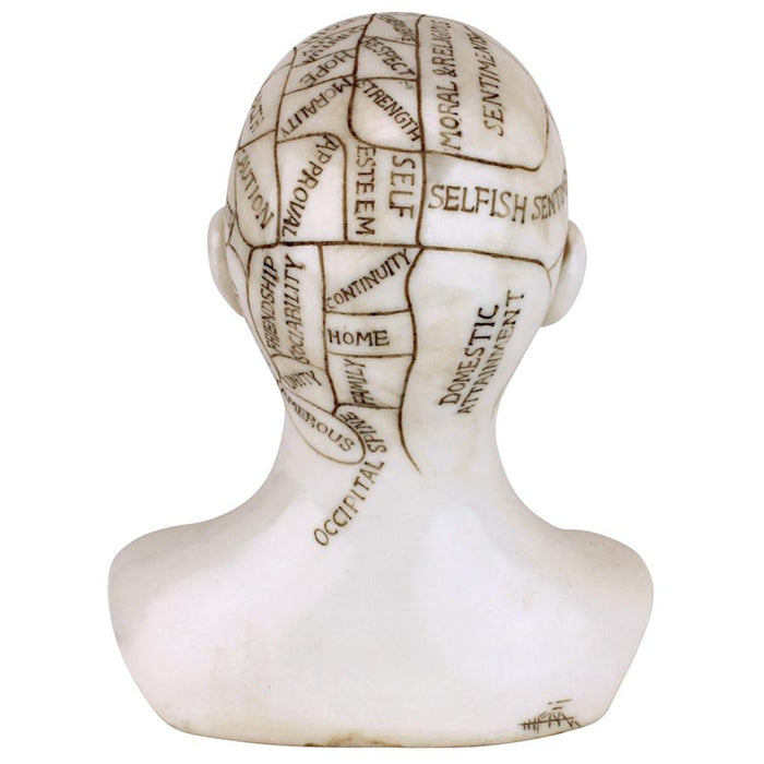 PHRENOLOGY SCIENCE OF THE BRAIN STATUE