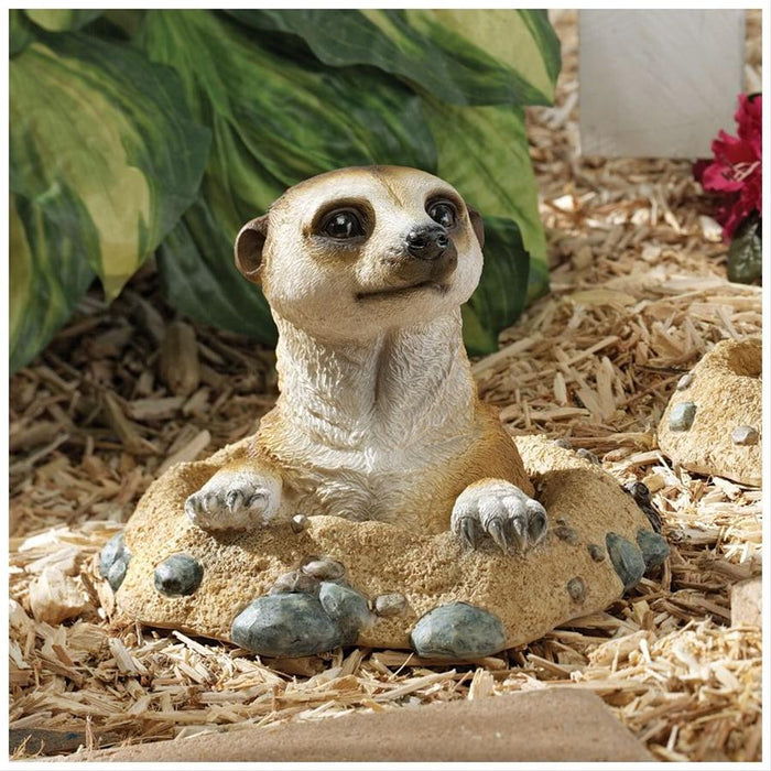 MEERKAT OUT OF HOLE