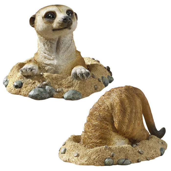 S/ MEERKAT INTO & OUT OF HOLE